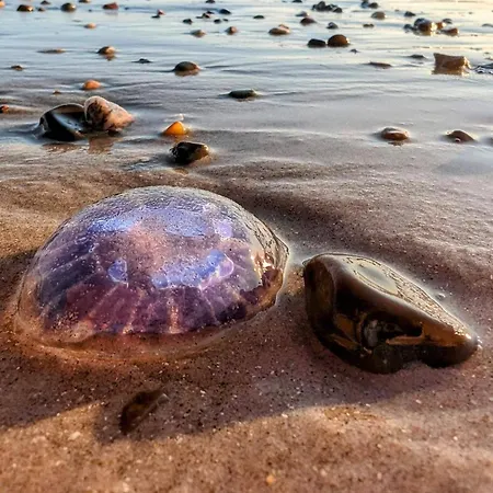 5 Star In Lokken-by Traum Løkken